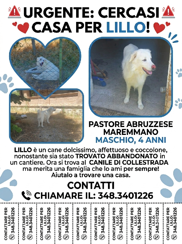 Pastore Abruzzese Maremmano Cerca Famiglia