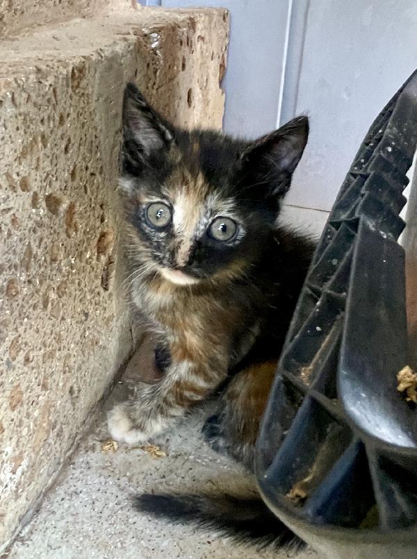 Gattina 2 Mesi Mamma Testata 