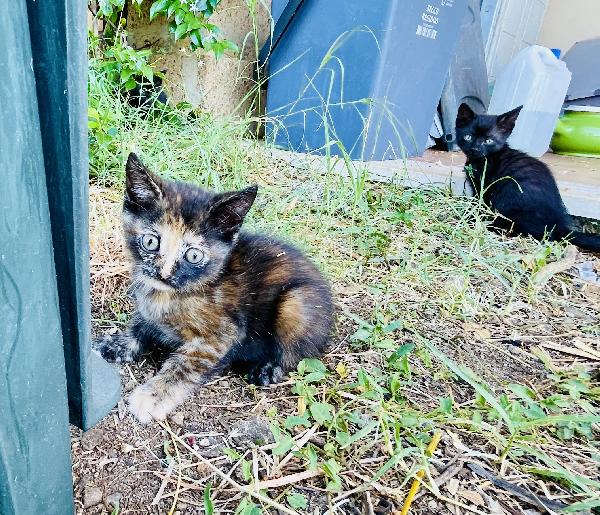 Gattina 2 mesi mamma testata  Foto 2