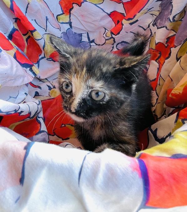 Gattina 2 mesi mamma testata  Foto 3
