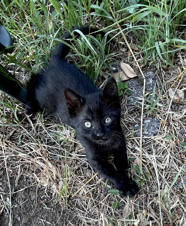 Gattino Nero 2 Mesi