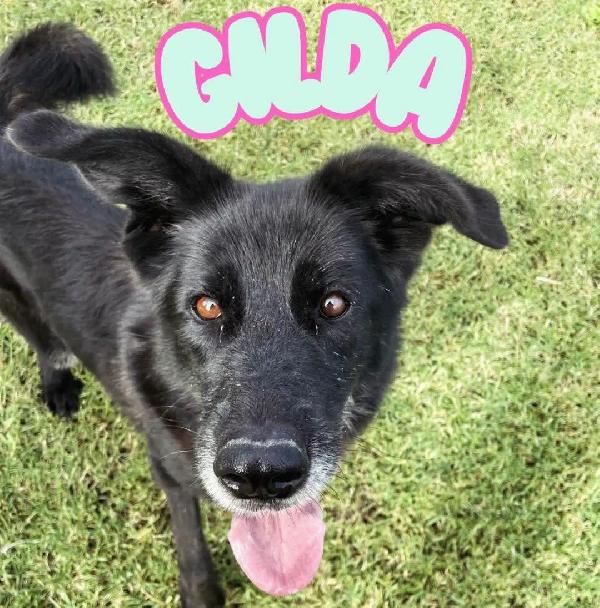 Gilda, oltre il suo manto nero c'è di più💚 Foto 3