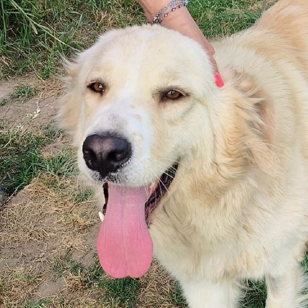 Astra, Derivata Golden Retriever In Adozione 