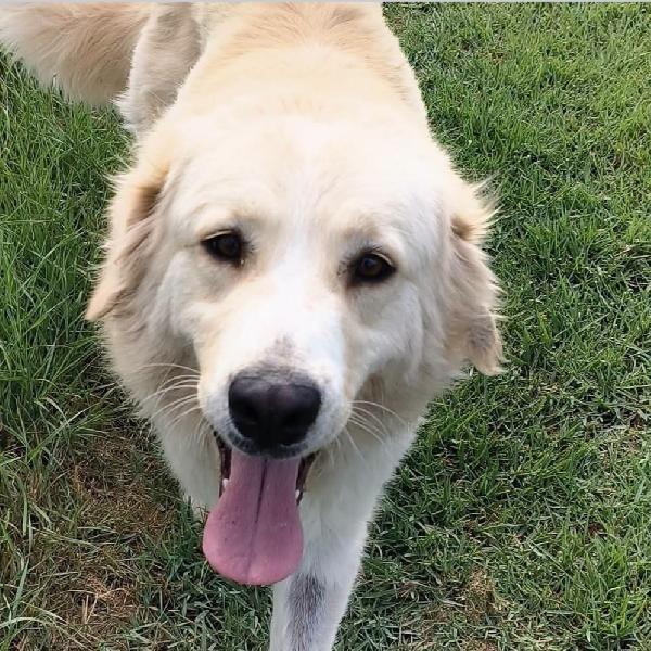 Astra, derivata Golden retriever in adozione  Foto 2