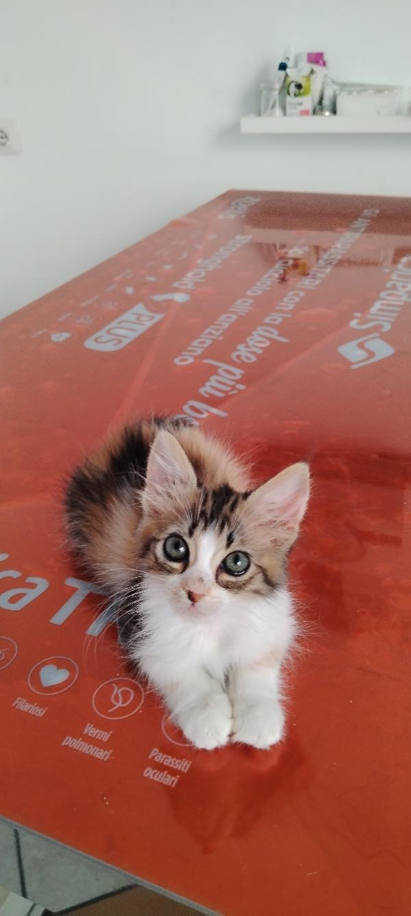 Frida la dolcezza fatta gatta Foto 2