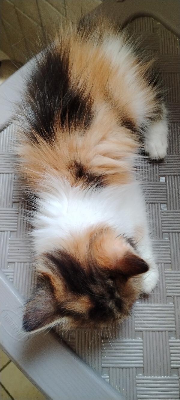 Frida la dolcezza fatta gatta Foto 5