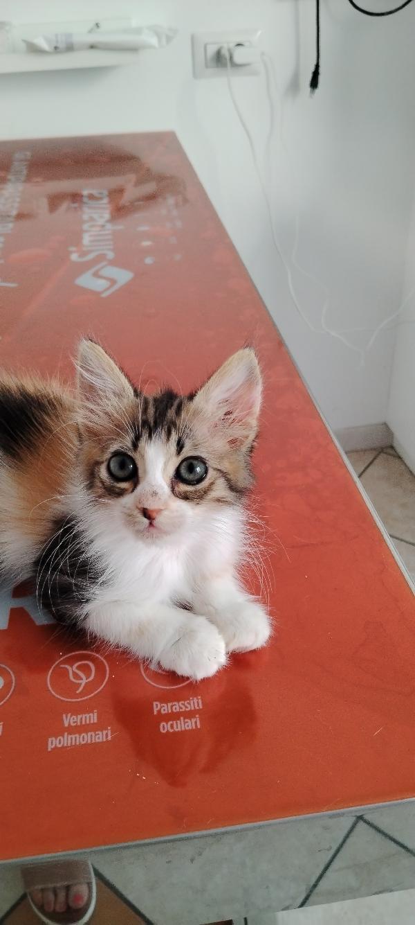 Frida la dolcezza fatta gatta Foto 6