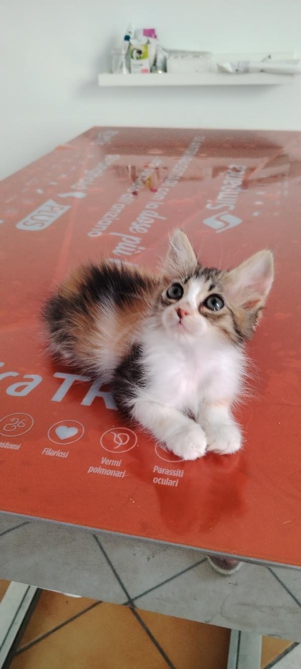 Frida la dolcezza fatta gatta Foto 7