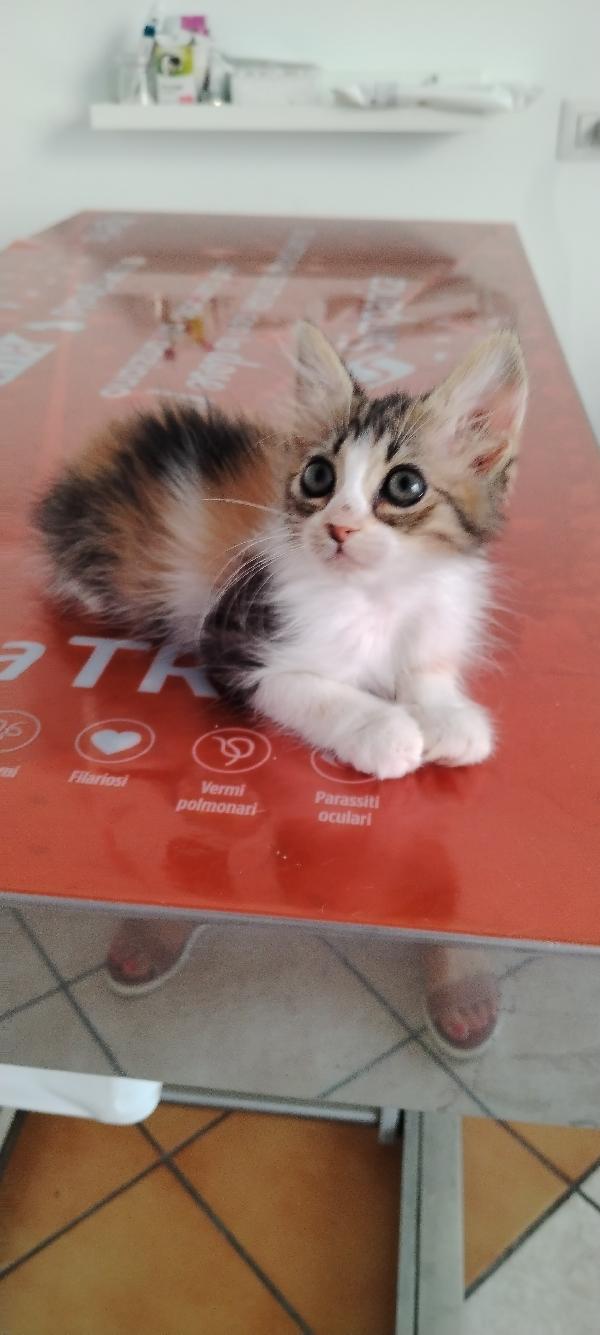 Frida la dolcezza fatta gatta Foto 8