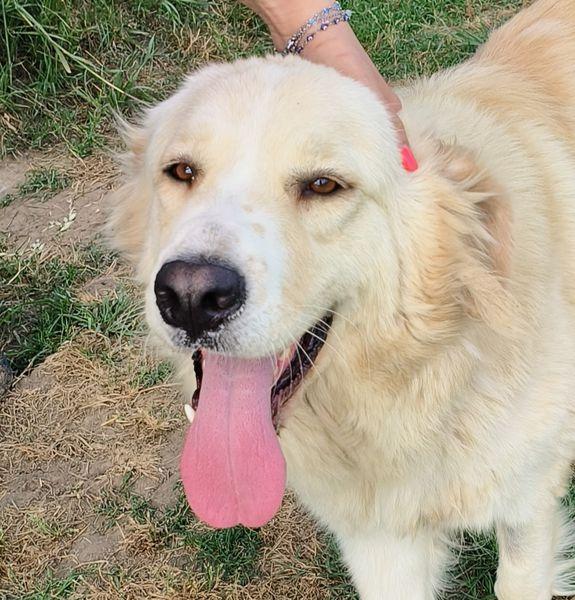 Astra, Derivata Golden Retriever In Adozione
