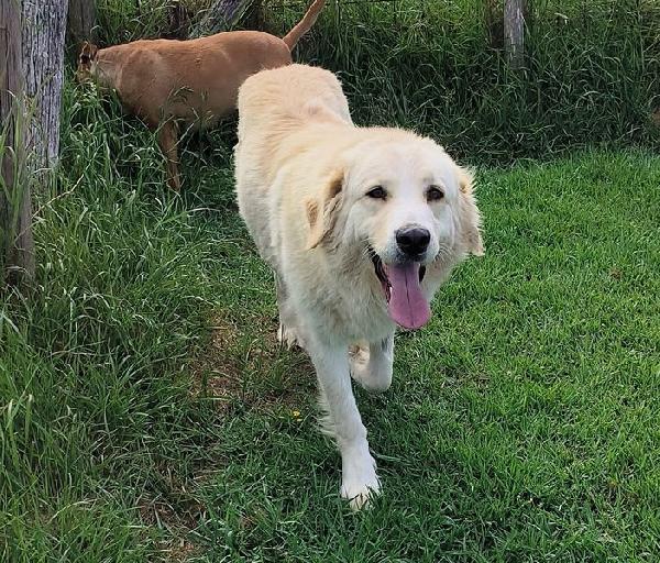 Astra, derivata golden retriever in adozione Foto 2