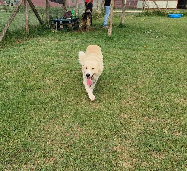 Astra, derivata golden retriever in adozione Foto 3