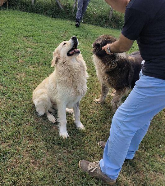 Astra, derivata golden retriever in adozione Foto 4
