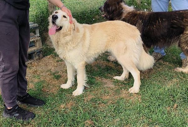 Astra, derivata golden retriever in adozione Foto 6