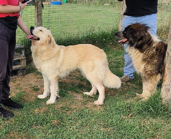 Astra, derivata golden retriever in adozione Foto 7