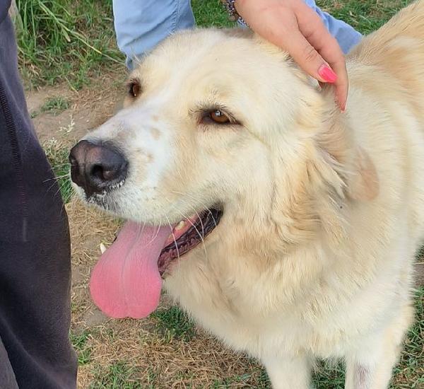 Astra, derivata golden retriever in adozione Foto 8
