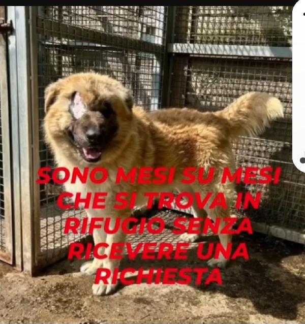 3anni mix Pastore dei Carpazi,ha xso 1occhio x causa di 1umano.VOGHERA(PV) Foto 2