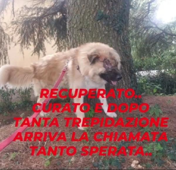 3anni mix Pastore dei Carpazi,ha xso 1occhio x causa di 1umano.VOGHERA(PV) Foto 3
