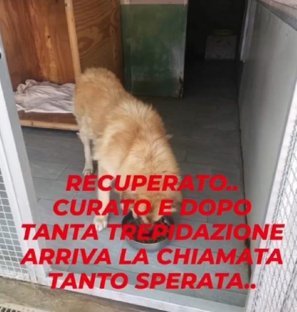 3anni mix Pastore dei Carpazi,ha xso 1occhio x causa di 1umano.VOGHERA(PV) Foto 4