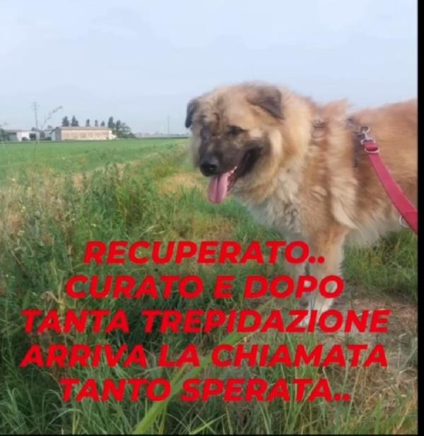 3anni mix Pastore dei Carpazi,ha xso 1occhio x causa di 1umano.VOGHERA(PV) Foto 5