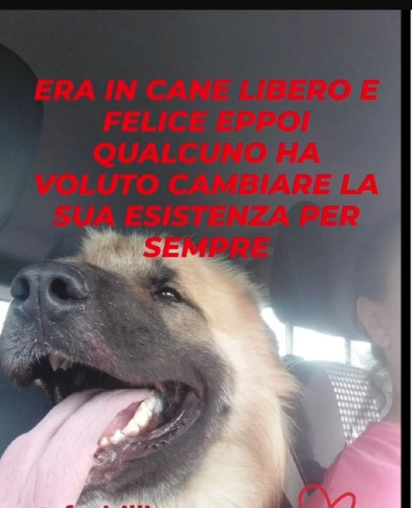 3anni mix Pastore dei Carpazi,ha xso 1occhio x causa di 1umano.VOGHERA(PV) Foto 6