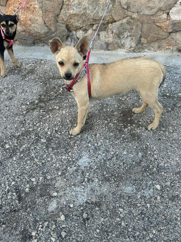 Ponga: 5 Mesi Taglia Mini