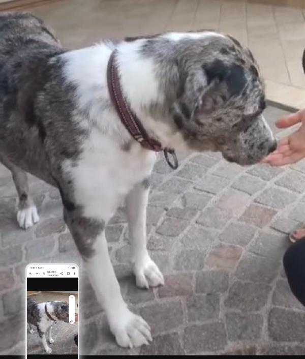 3anni mix Amstaff/Pastore Lagorai femmina,splendida.TREVISO Foto 2