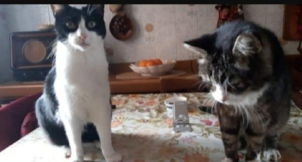 2Mici Anzianetti Rimasti Soli. Pavia Sos