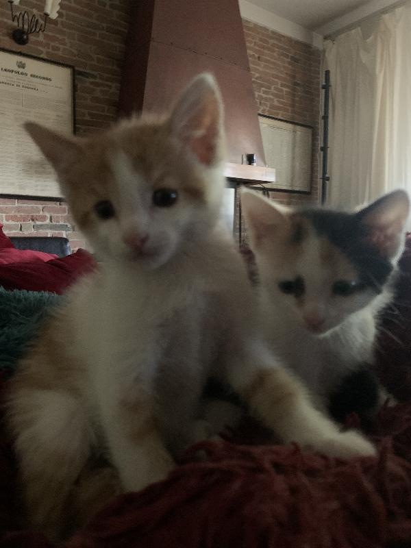 Gattini per adozione  Foto 2