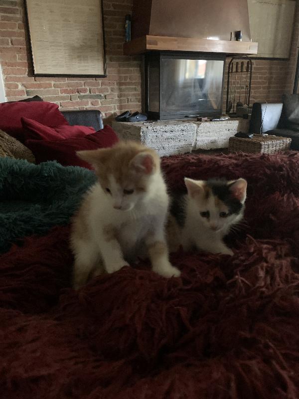 Gattini per adozione  Foto 3