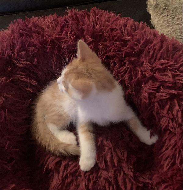 Gattini per adozione  Foto 4