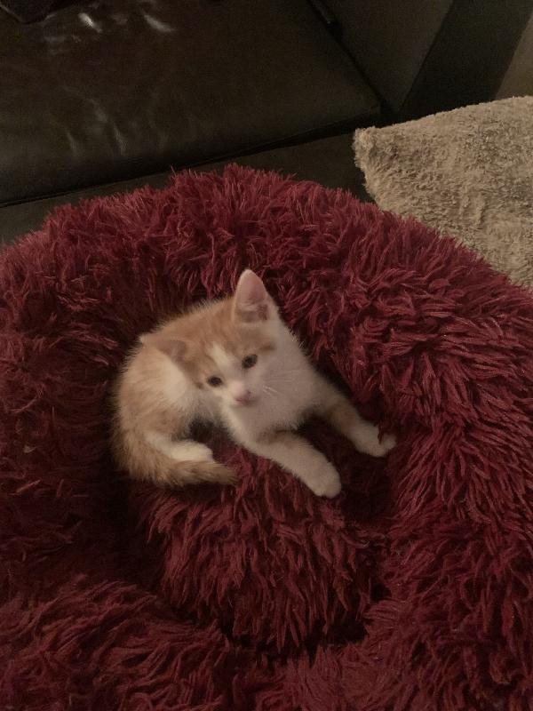 Gattini per adozione  Foto 5
