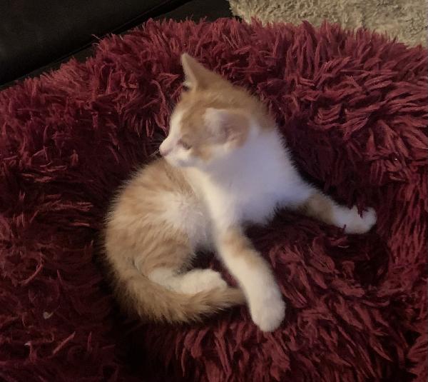 Gattini per adozione  Foto 6