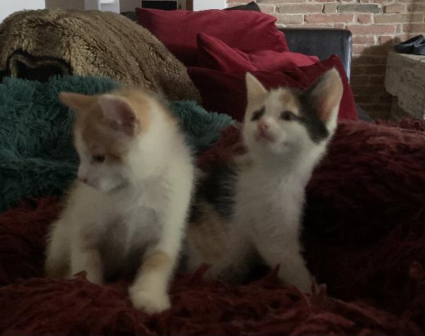 Gattini per adozione  Foto 7
