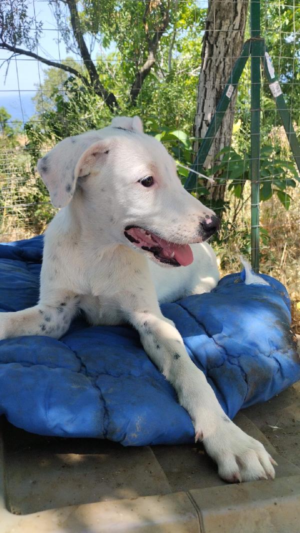 Toshi splendido dolce cucciolo cerca casa  Foto 5