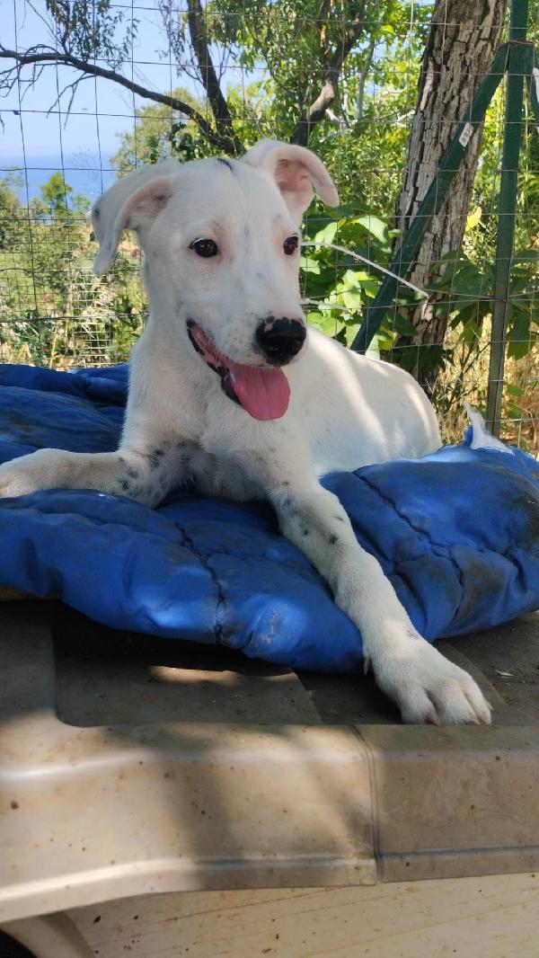 Toshi splendido dolce cucciolo cerca casa  Foto 6