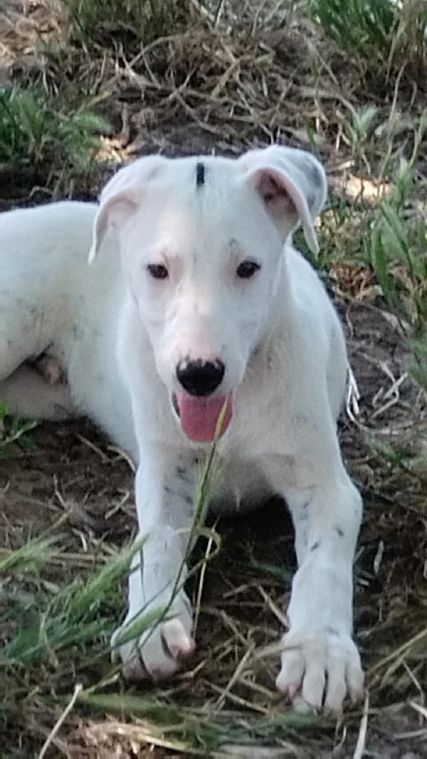 Toshi splendido dolce cucciolo cerca casa  Foto 7