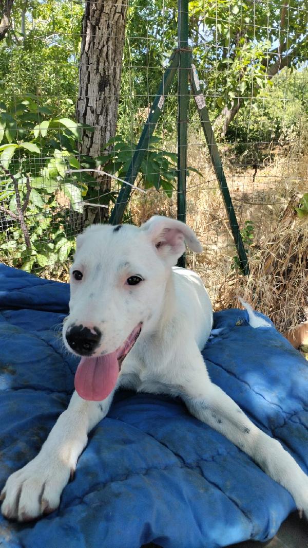 Toshi splendido dolce cucciolo cerca casa  Foto 9