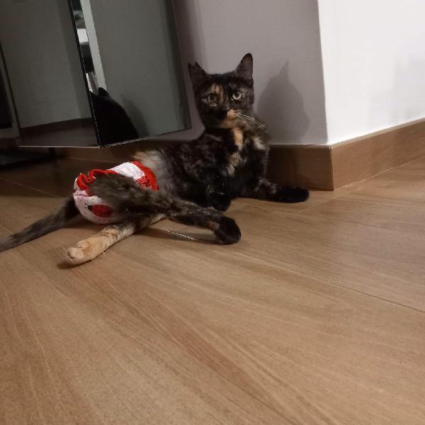 CAROTINA, micia per adozione del cuore! Foto 8