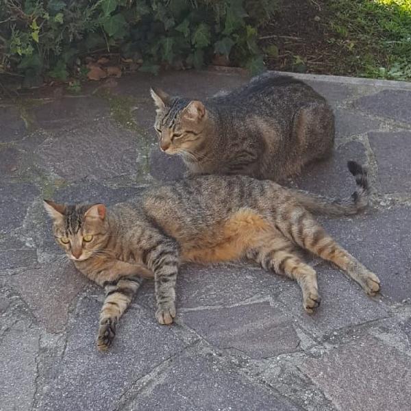 Sirio E Laila: Mici Inseparabili Di 11 Anni