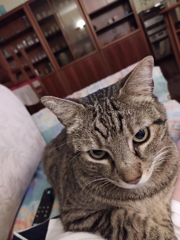 SIRIO E LAILA: MICI INSEPARABILI DI 11 ANNI Foto 2