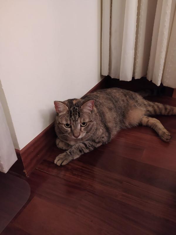 SIRIO E LAILA: MICI INSEPARABILI DI 11 ANNI Foto 3