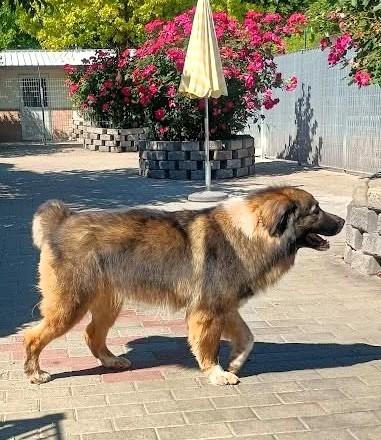 PRUGNA STUPENDA CAGNOLONA Foto 7