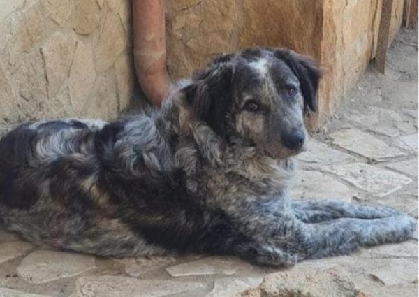 Yali 5/6 Anni Salvato 3Anni Fa Da 1Lager.garlasco Pv
