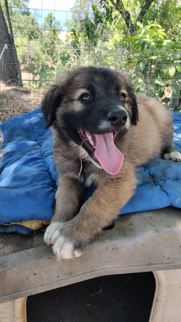 Kimbo Splendido Dolce Cucciolotto Cerca Casa 
