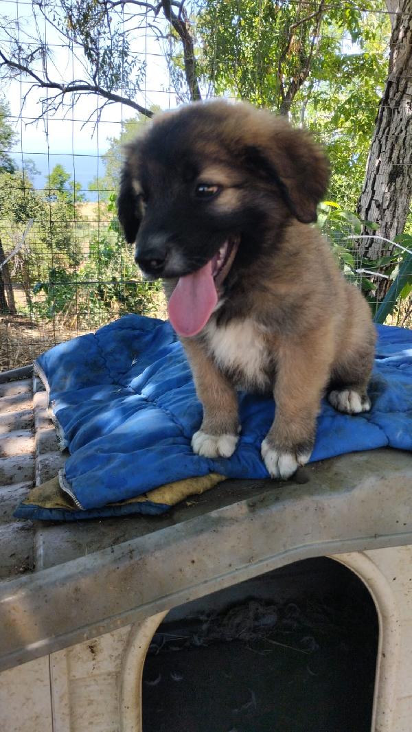 Kimbo splendido dolce cucciolotto cerca casa  Foto 2