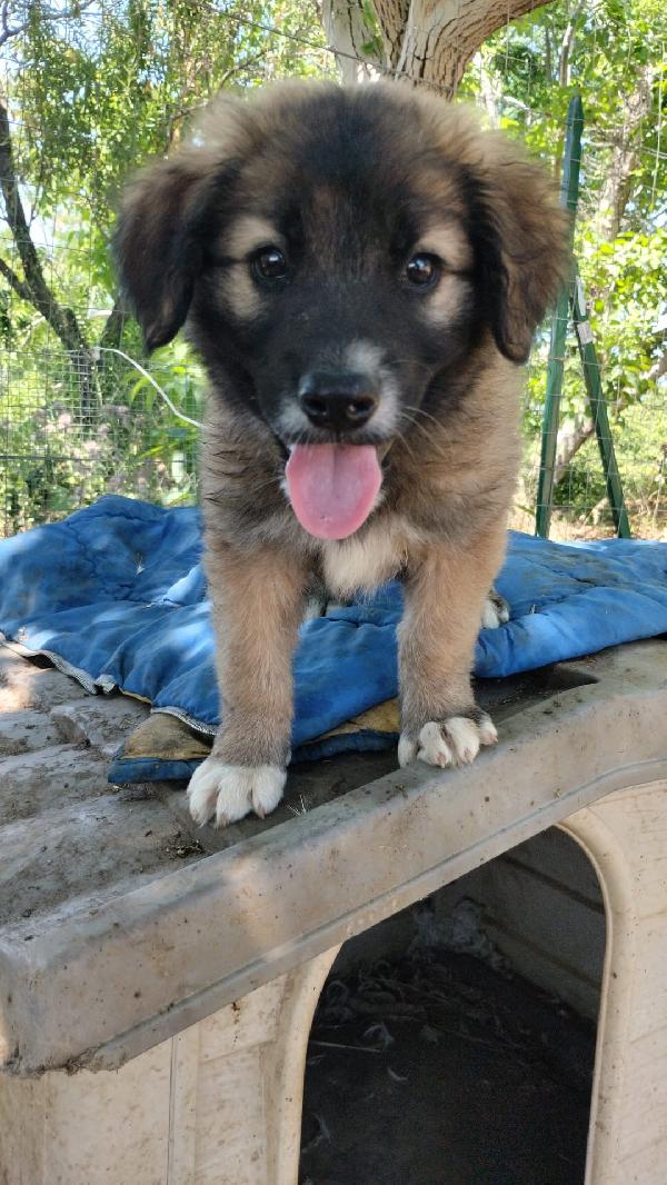 Kimbo splendido dolce cucciolotto cerca casa  Foto 3