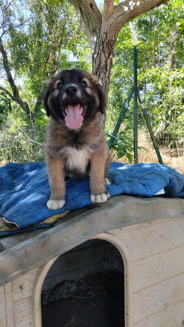 Kimbo splendido dolce cucciolotto cerca casa  Foto 4