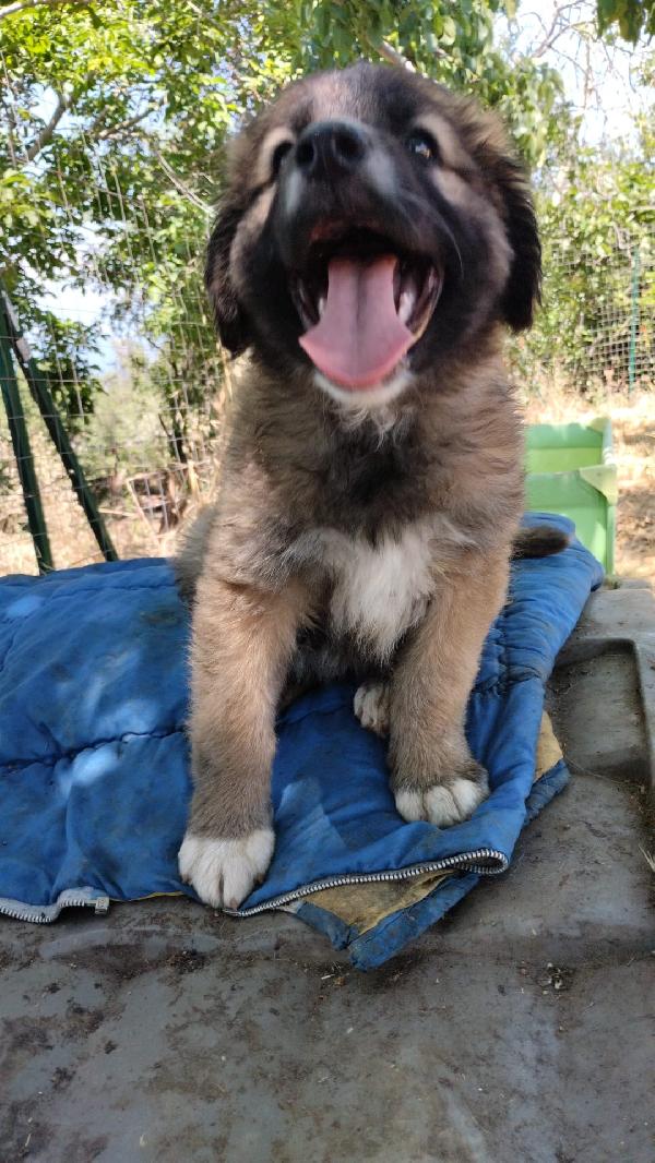 Kimbo splendido dolce cucciolotto cerca casa  Foto 5