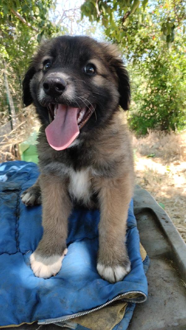 Kimbo splendido dolce cucciolotto cerca casa  Foto 6